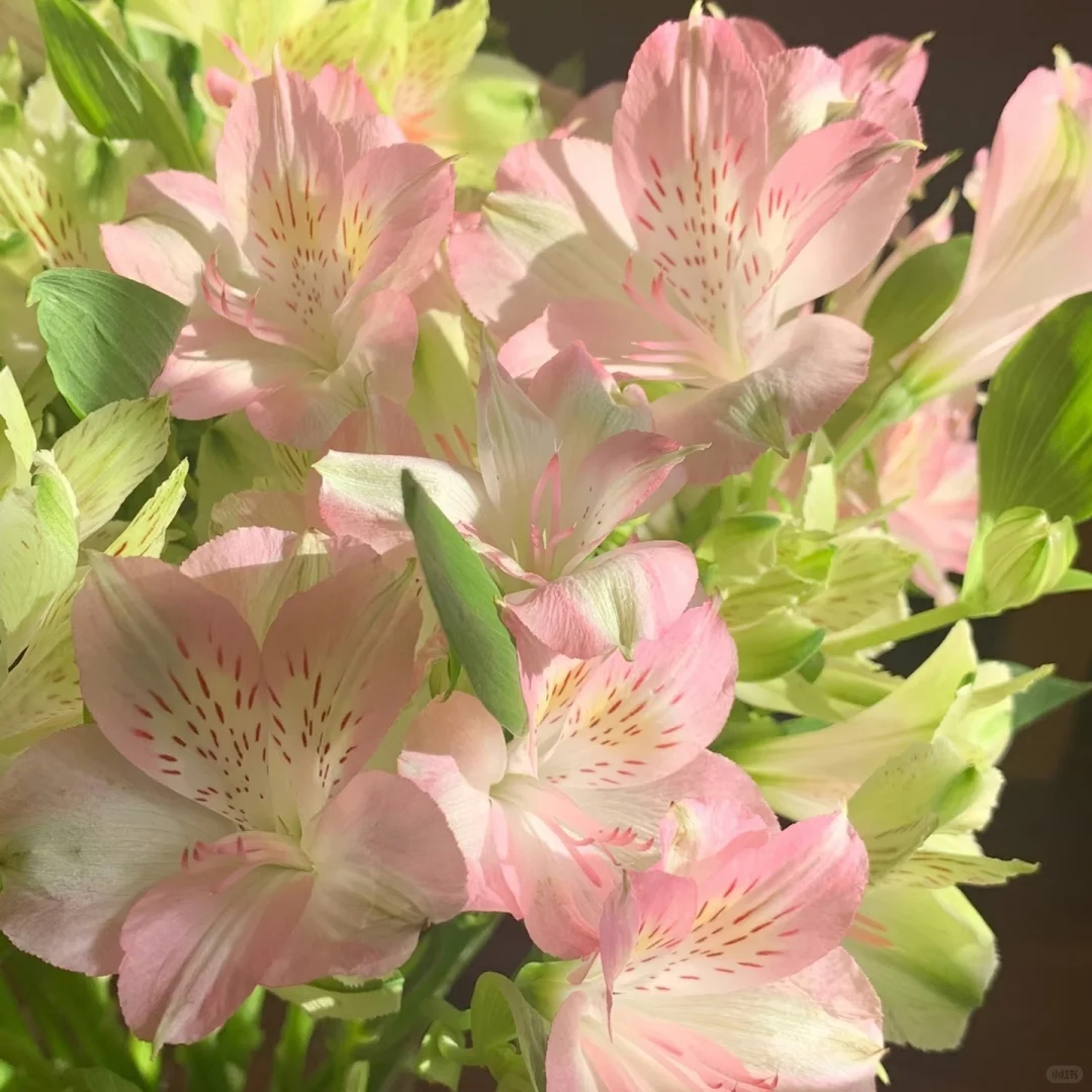 审美积累｜粉绿色｜壁纸头像背景图分享13