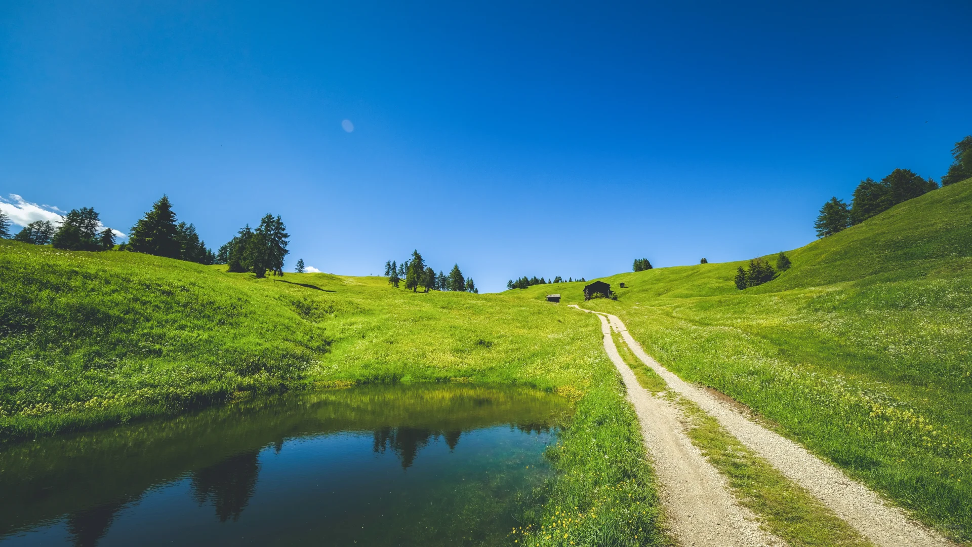 电脑ipad壁纸丨换个绿色壁纸吧