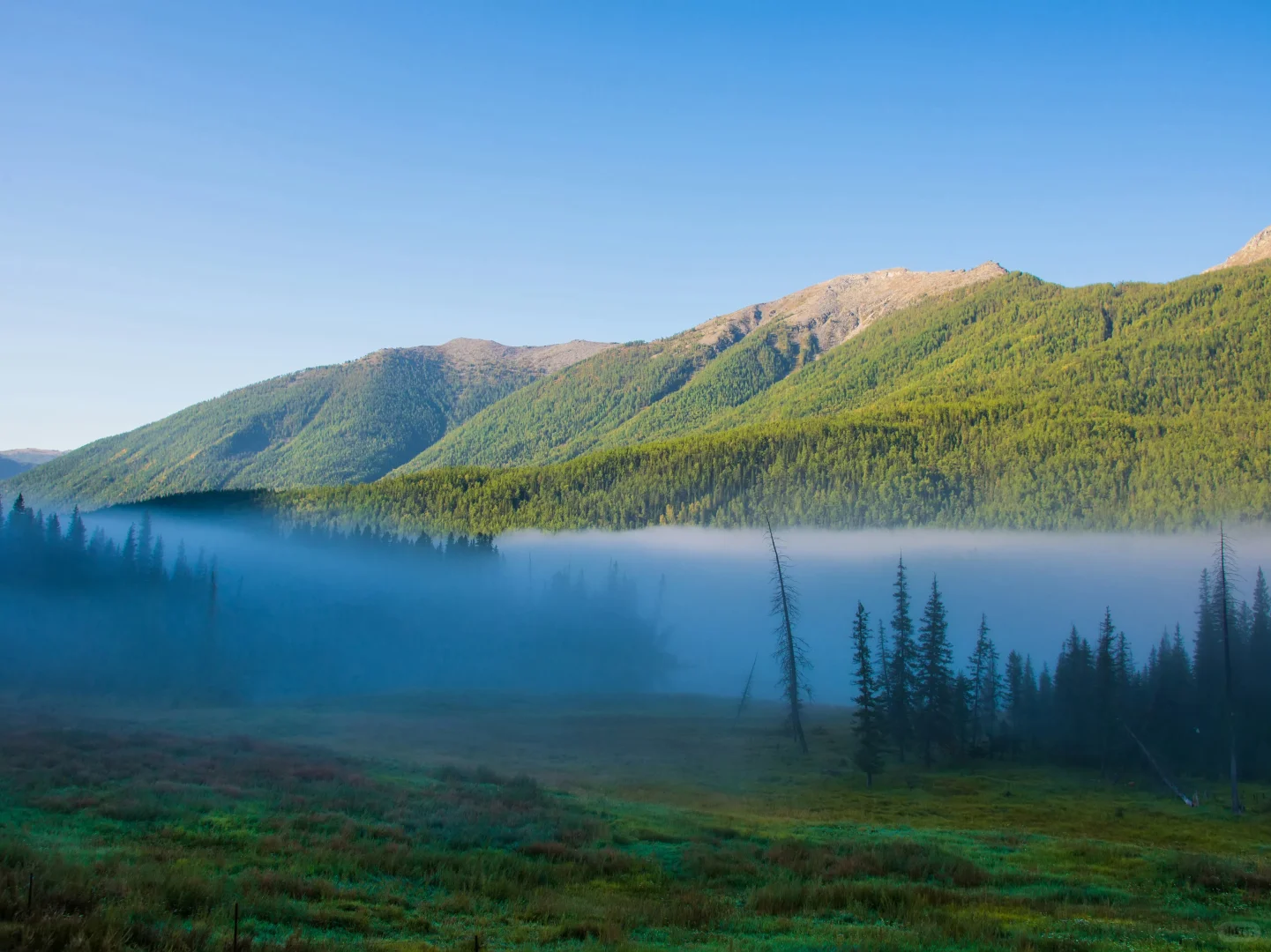 电脑ipad壁纸丨换个绿色壁纸吧