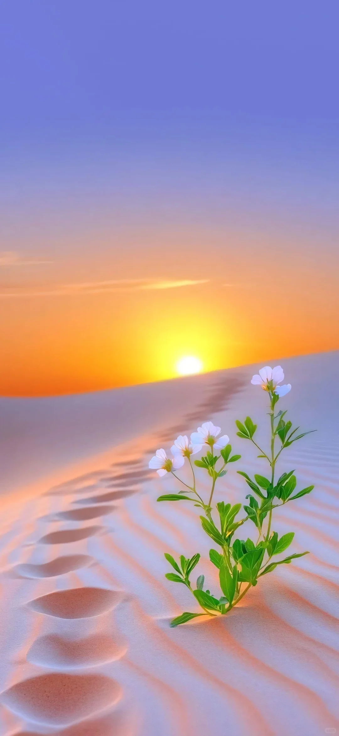 𝑠ℎ𝑎𝑟𝑒|沙漠🏜️系壁纸