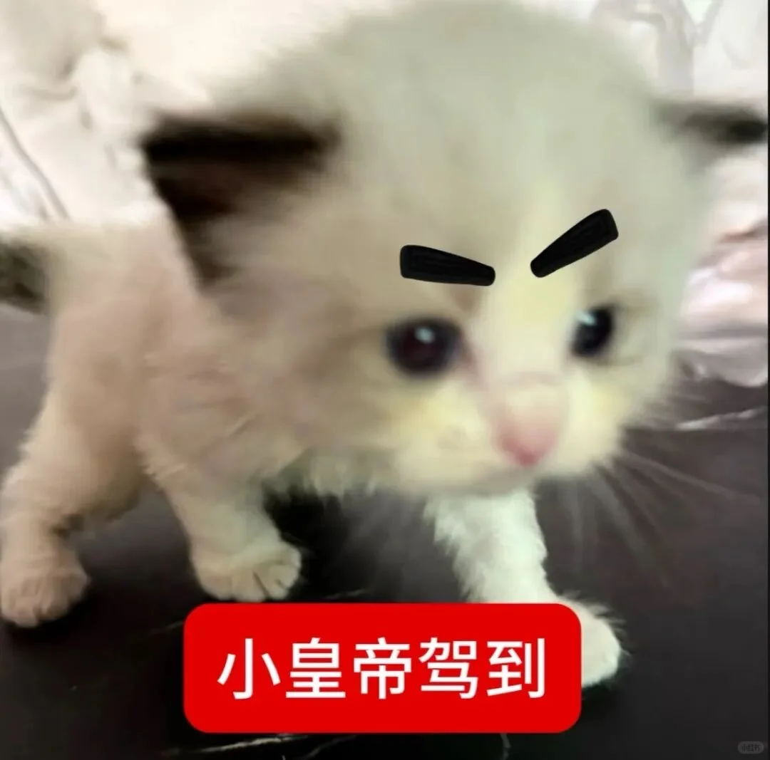 审美积累——小猫表情包