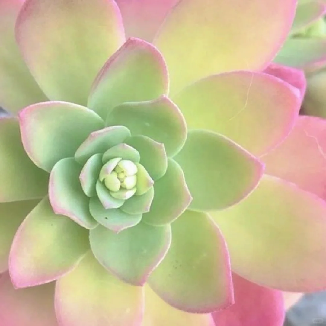 审美积累｜粉绿色｜壁纸头像背景图分享13