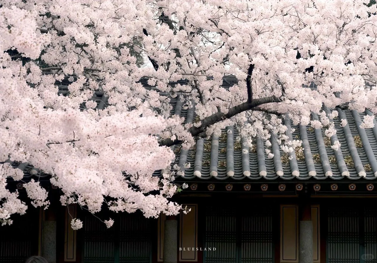 是好看的｜iPad/电脑壁纸呀