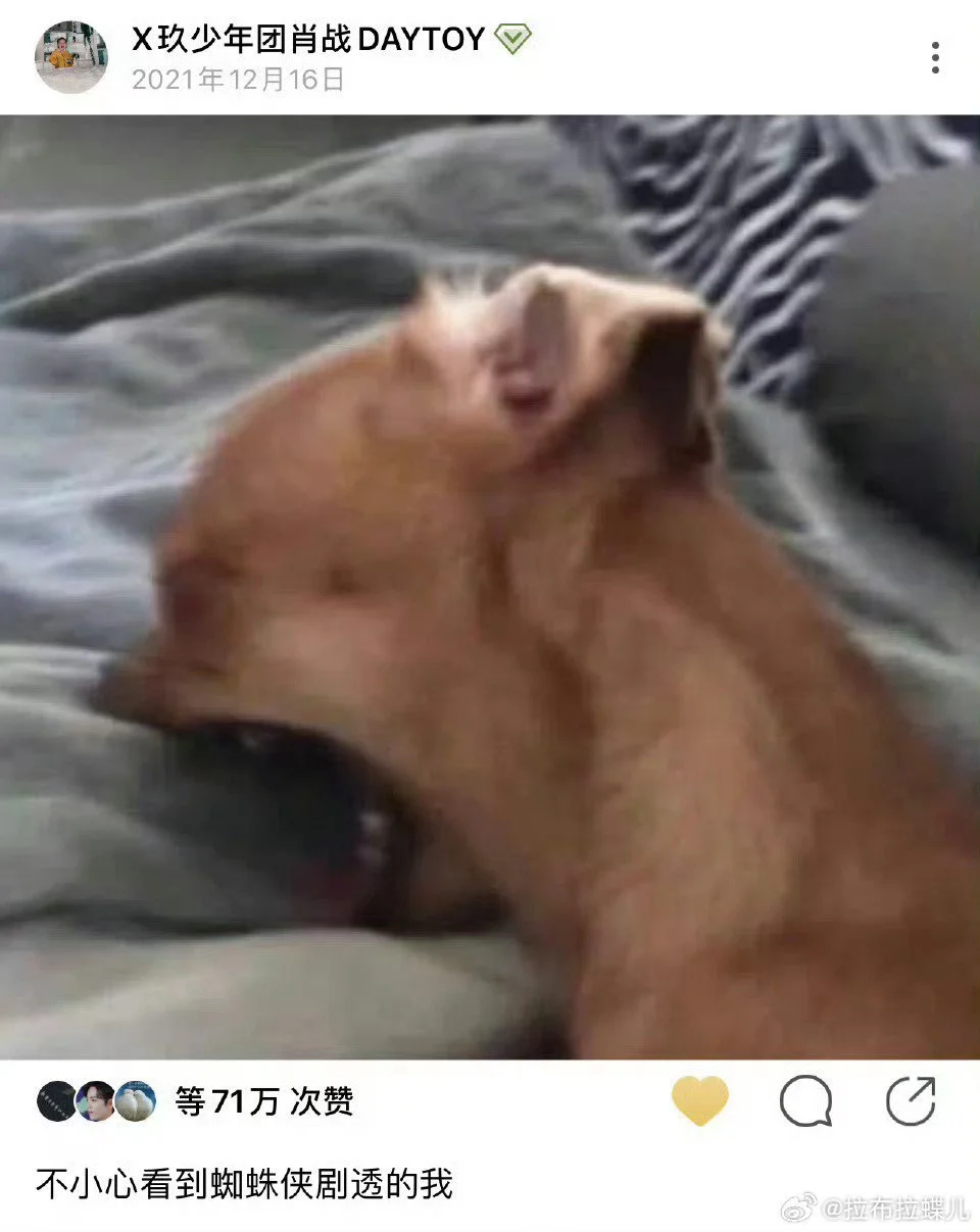 汇总一些肖战抽象猫猫狗狗表情包大户🤣