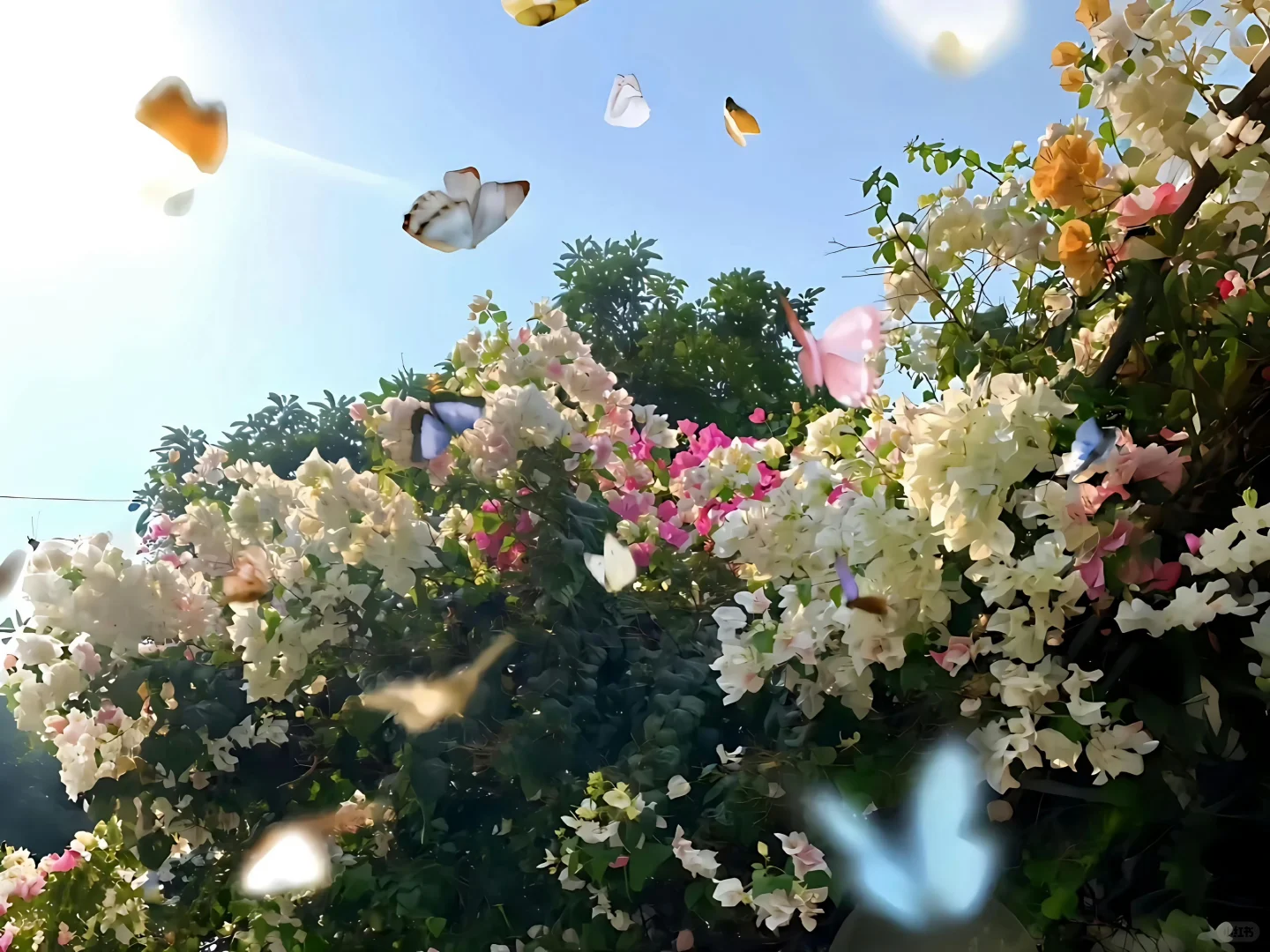 是好看的｜iPad/电脑壁纸呀