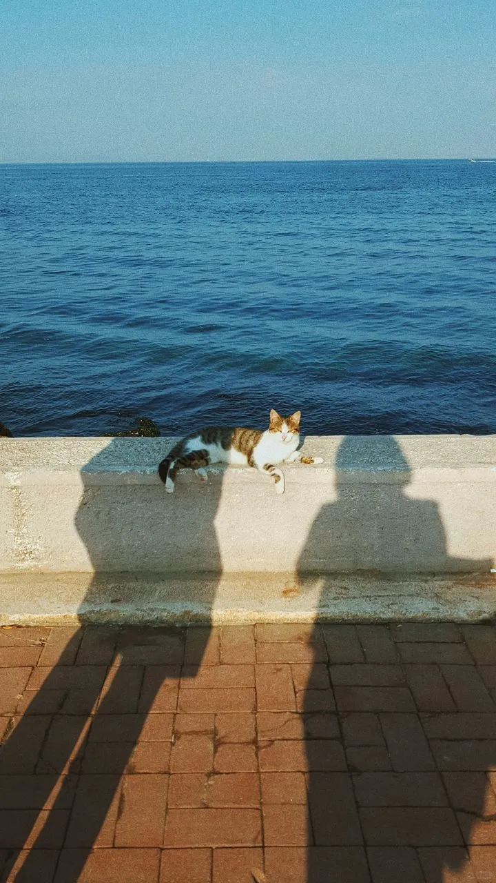 𝐒𝐡𝐚𝐫𝐞｜iPhone壁纸272期