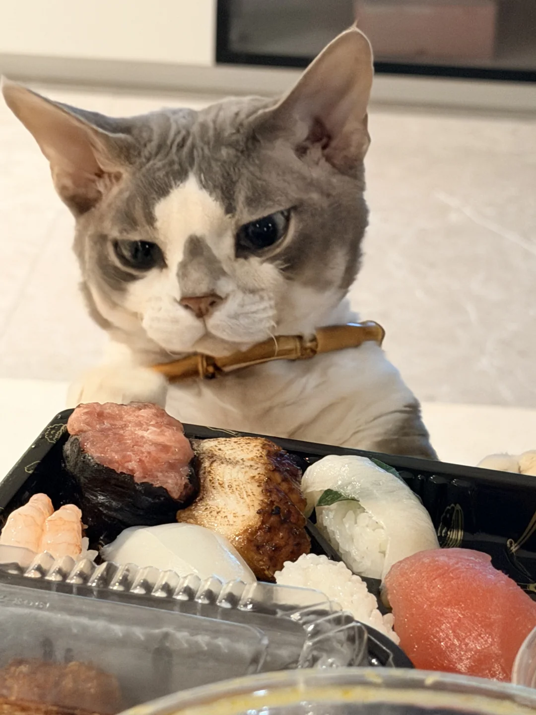 又到了最爱游泳的时间😽