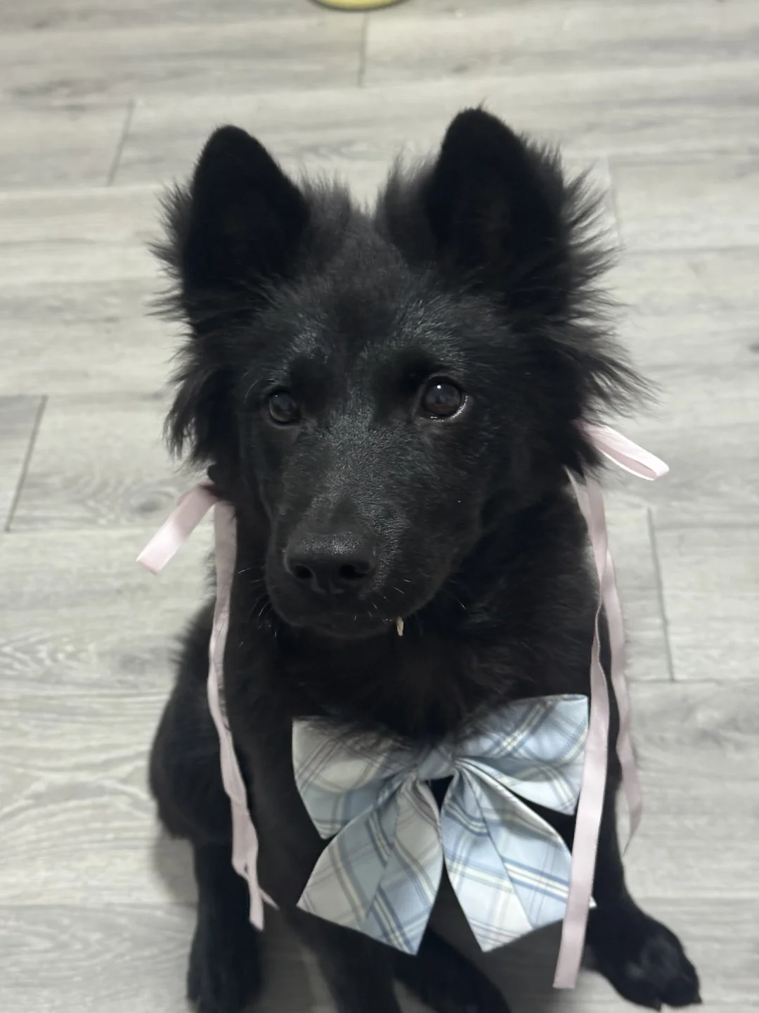 谁还不是歌超级无敌美少女呢