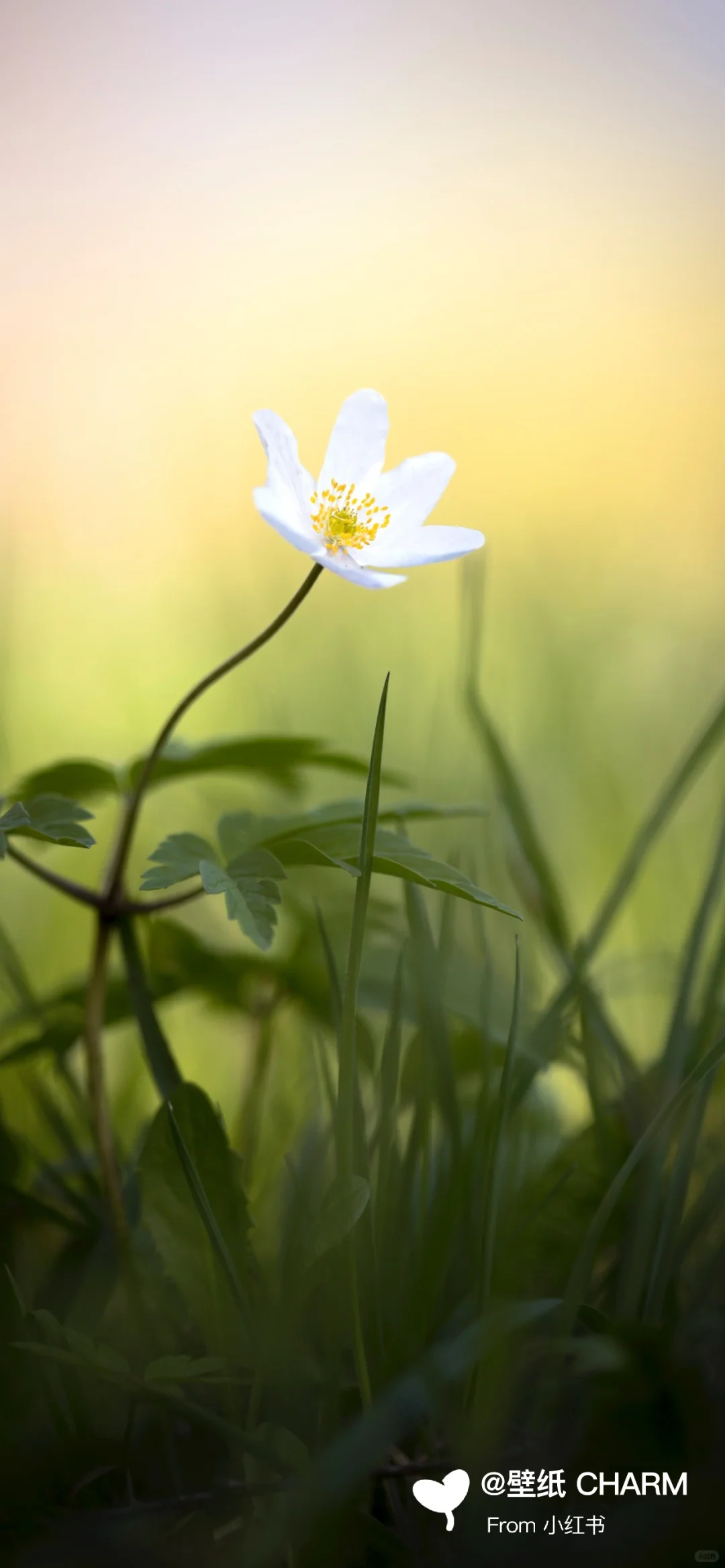 每日原图壁纸分享 ｜ 1220