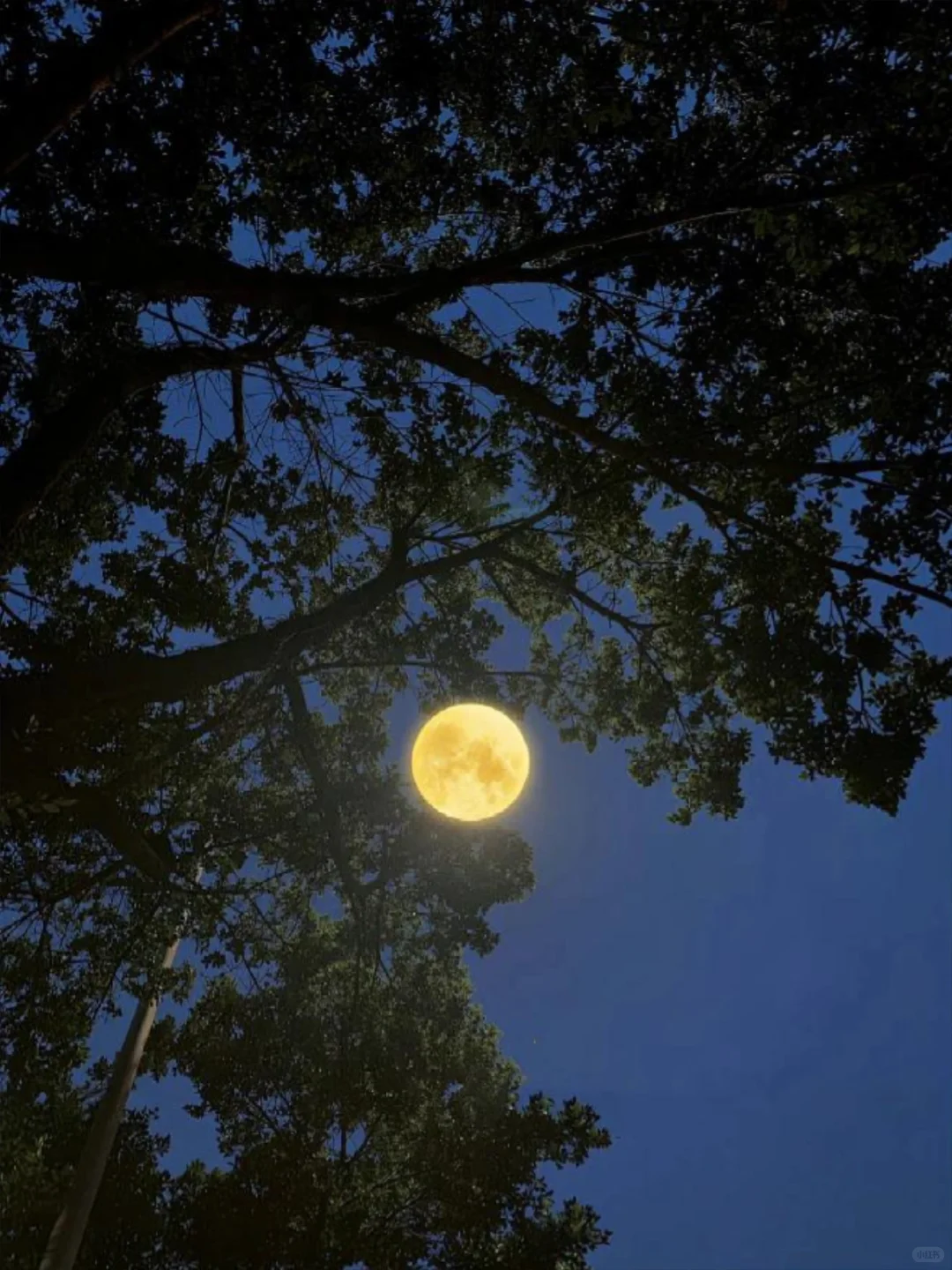 这是日月的浪漫约会