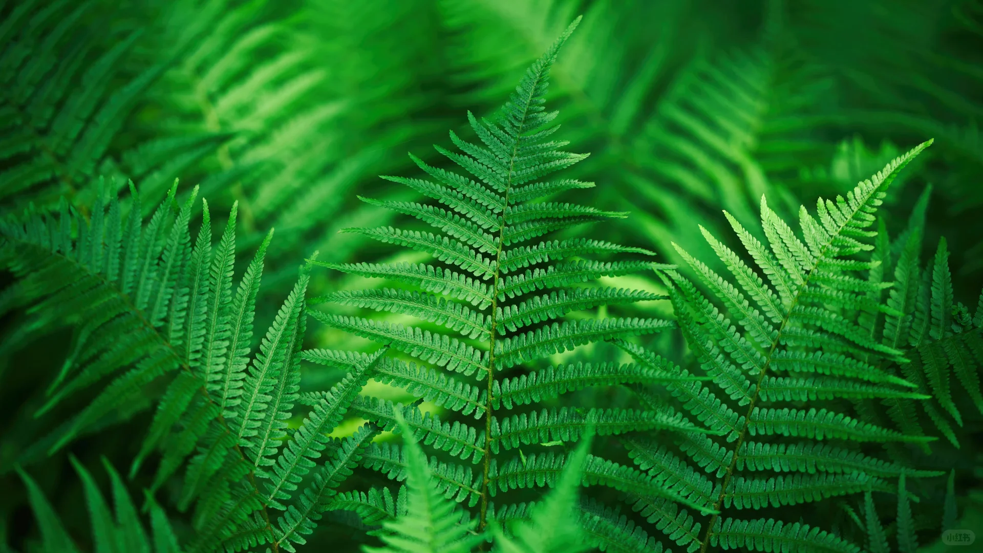 电脑ipad壁纸丨换个绿色壁纸吧