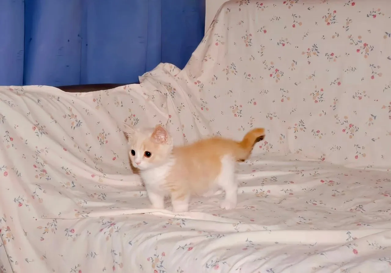 是好看的｜iPad/电脑壁纸呀