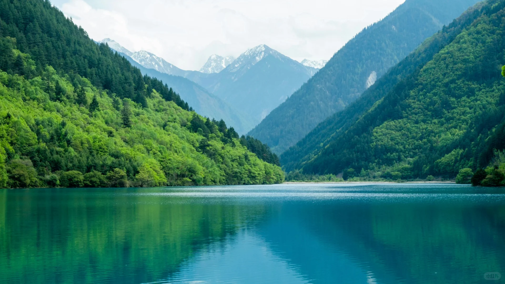 电脑ipad壁纸丨换个绿色壁纸吧