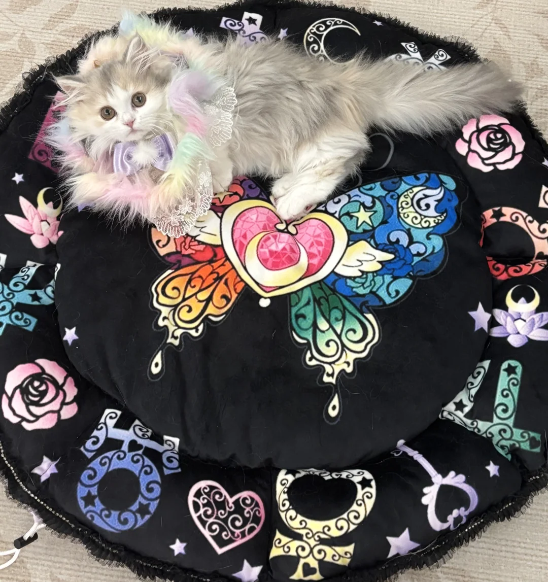 我的美少女猫咪