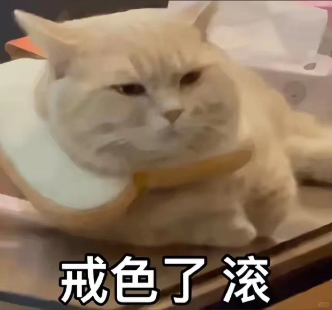 可爱猫咪表情包分享！