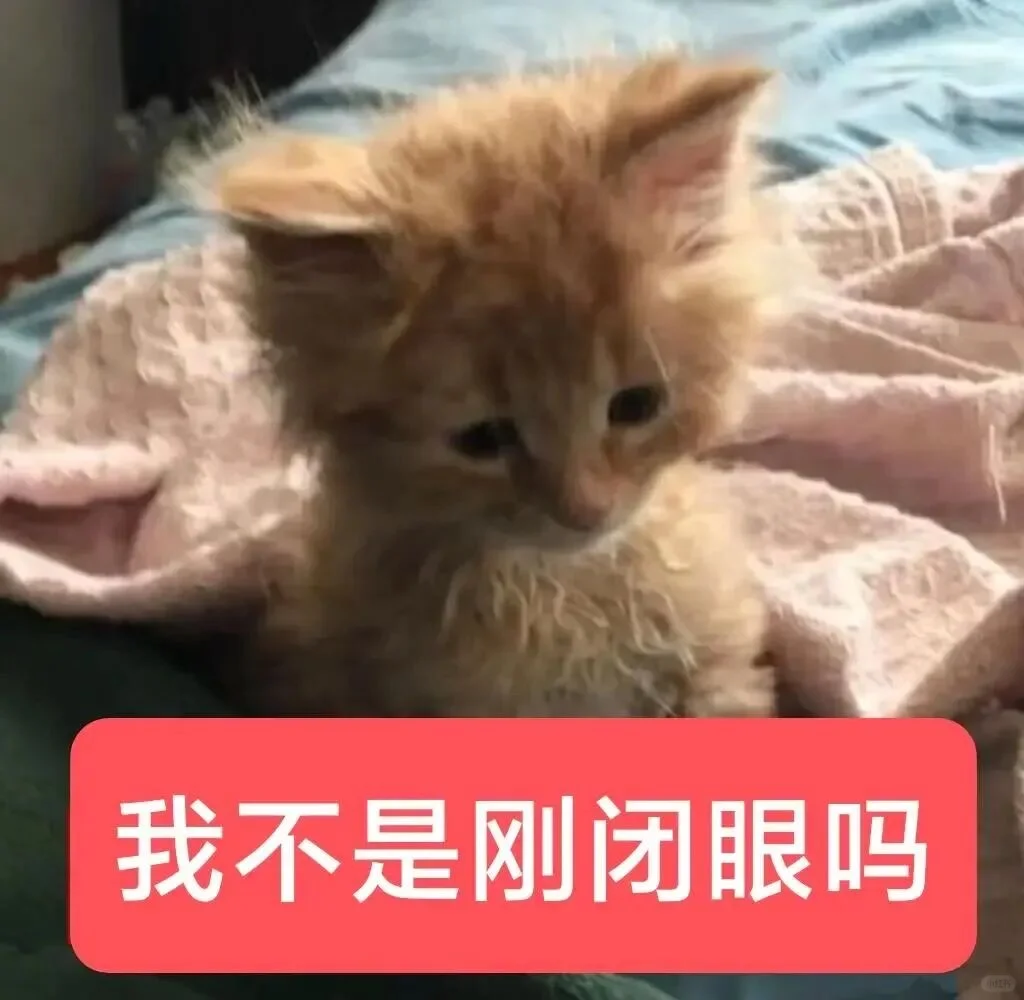 审美积累——小猫表情包