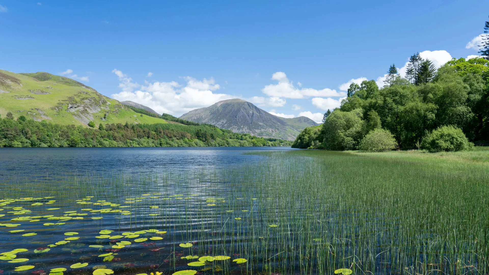 电脑ipad壁纸丨换个绿色壁纸吧