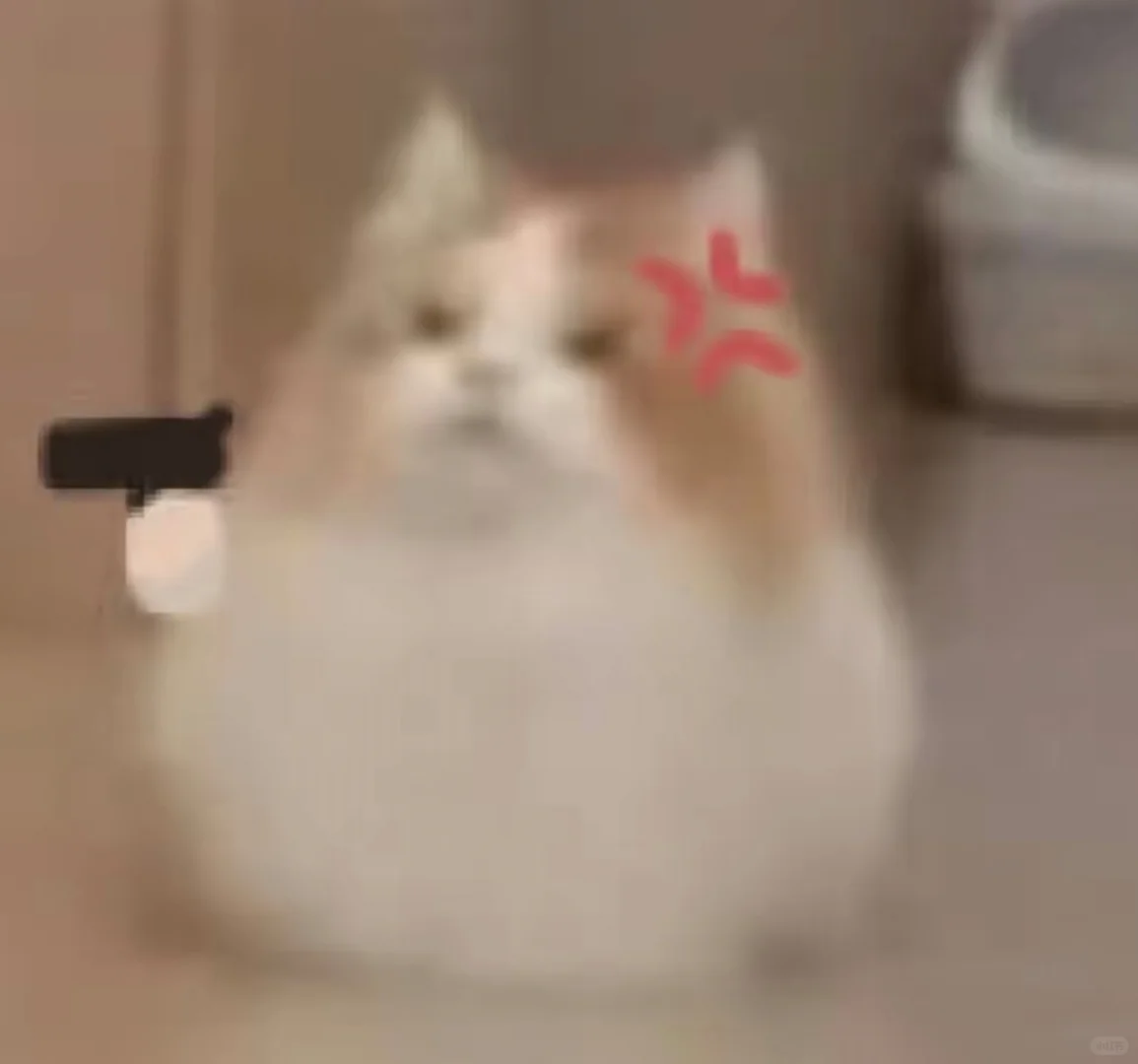 可爱猫咪表情包分享！