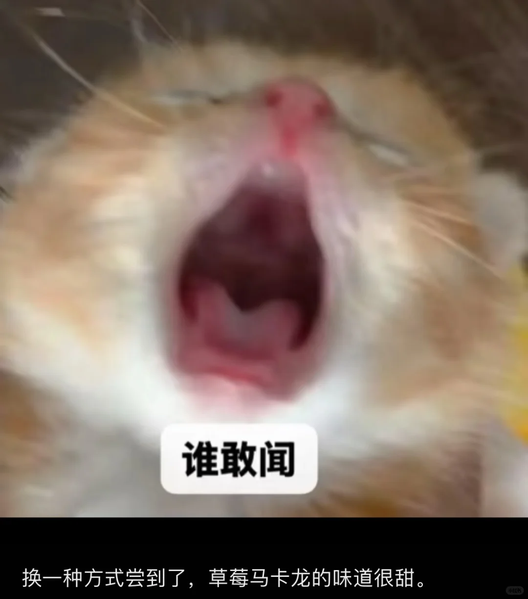 人夫黎深会把老婆发的表情包存在相册