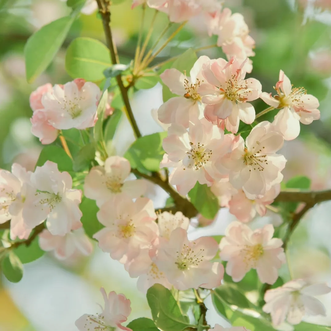 审美积累｜粉绿色｜壁纸头像背景图分享13