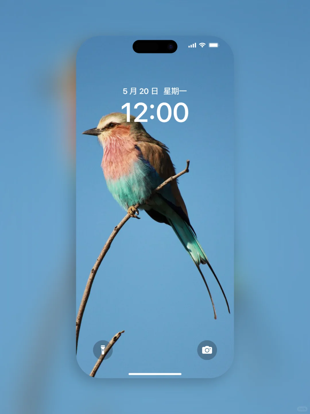 𝐒𝐡𝐚𝐫𝐞｜iPhone壁纸272期