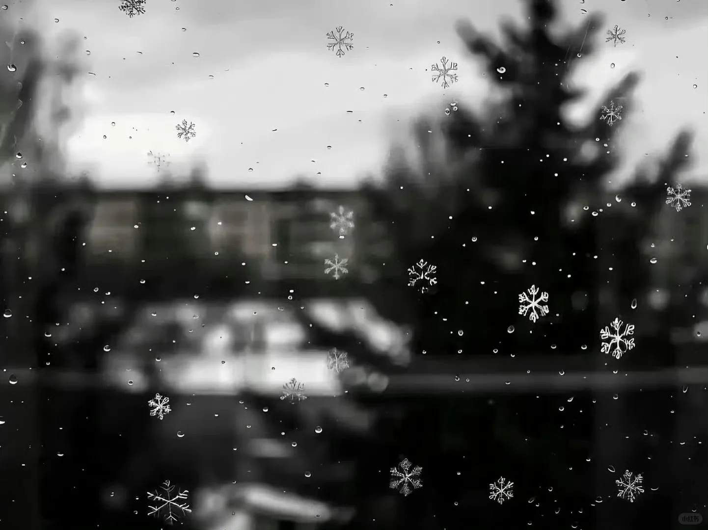 今天的雪，可以留在玻璃上❄️