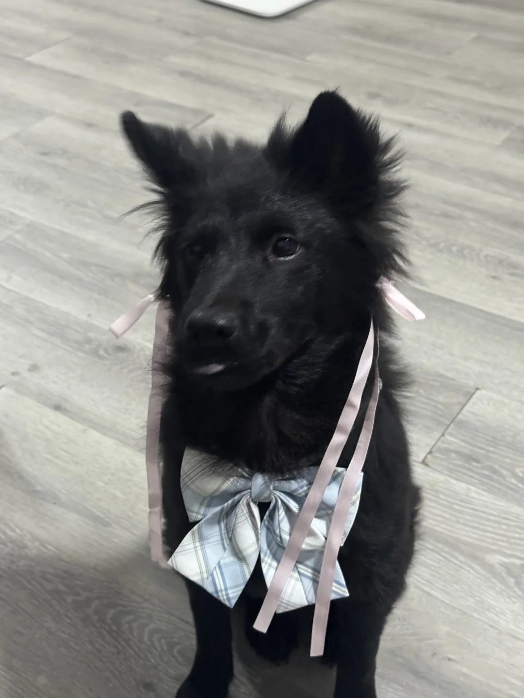 谁还不是歌超级无敌美少女呢