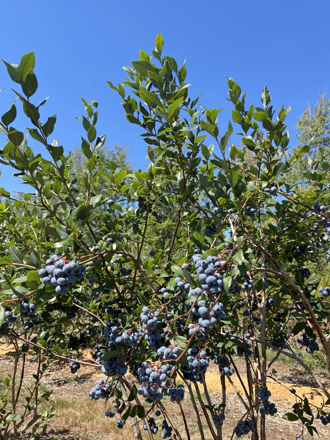 夏天要溜走啦！再不摘蓝莓分分钟蔫成表情包