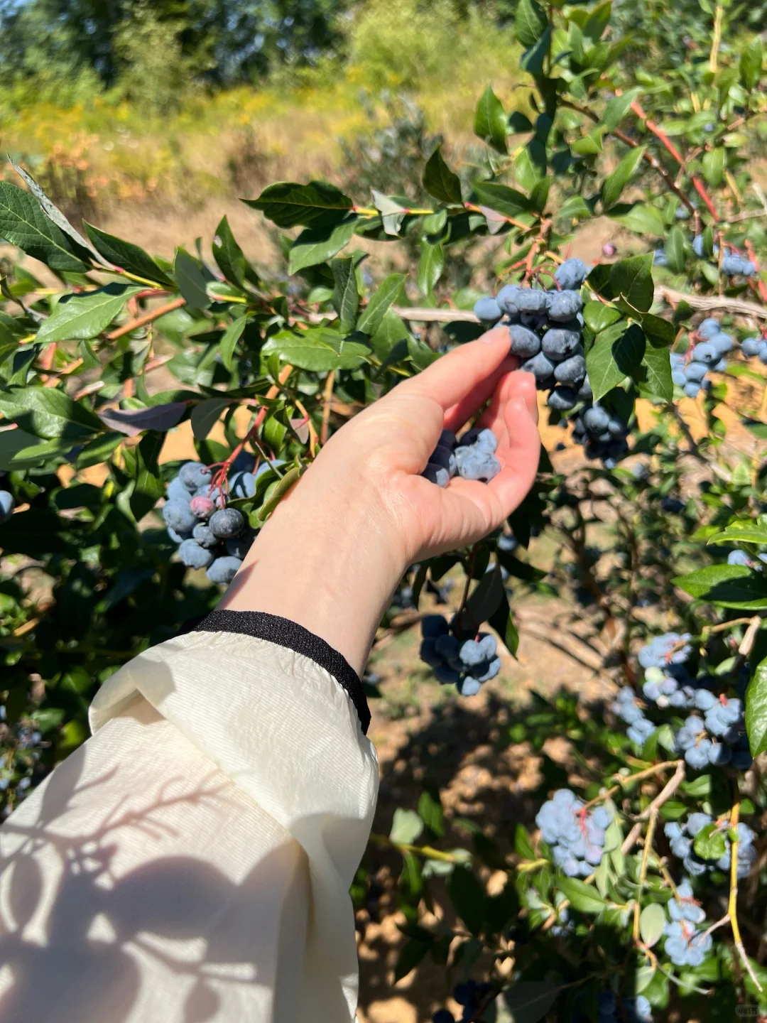 夏天要溜走啦！再不摘蓝莓分分钟蔫成表情包