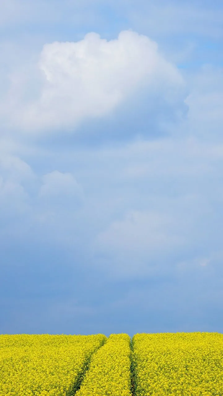 𝐒𝐡𝐚𝐫𝐞｜iPhone壁纸272期