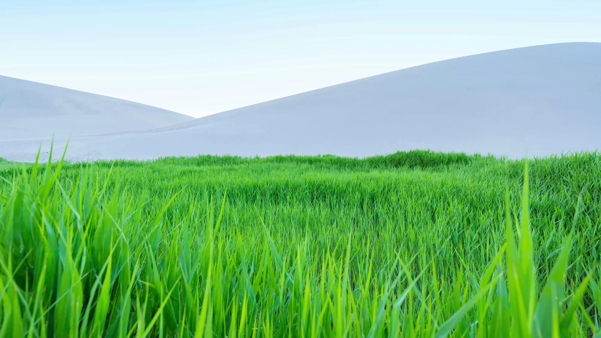 电脑ipad壁纸丨换个绿色壁纸吧