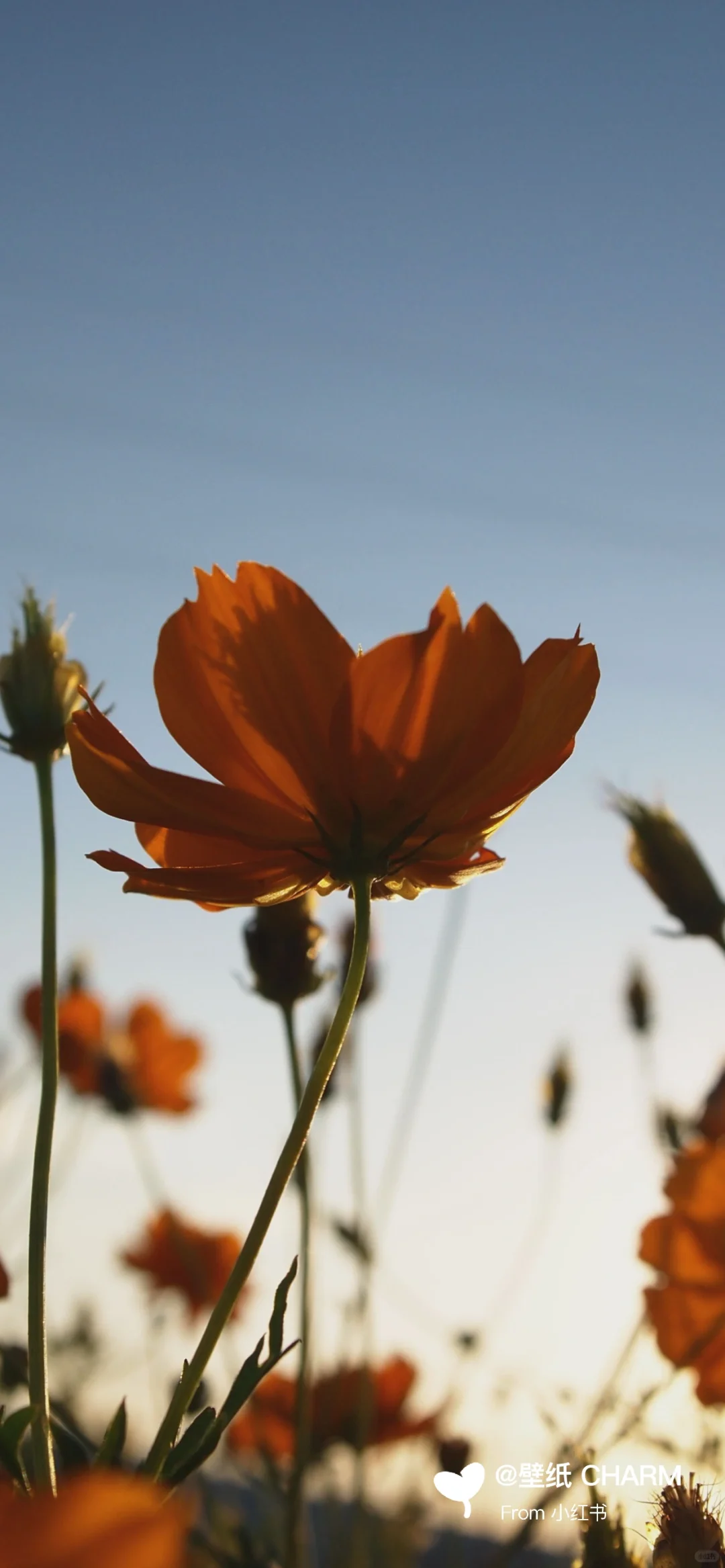 每日原图壁纸分享 ｜ 1220