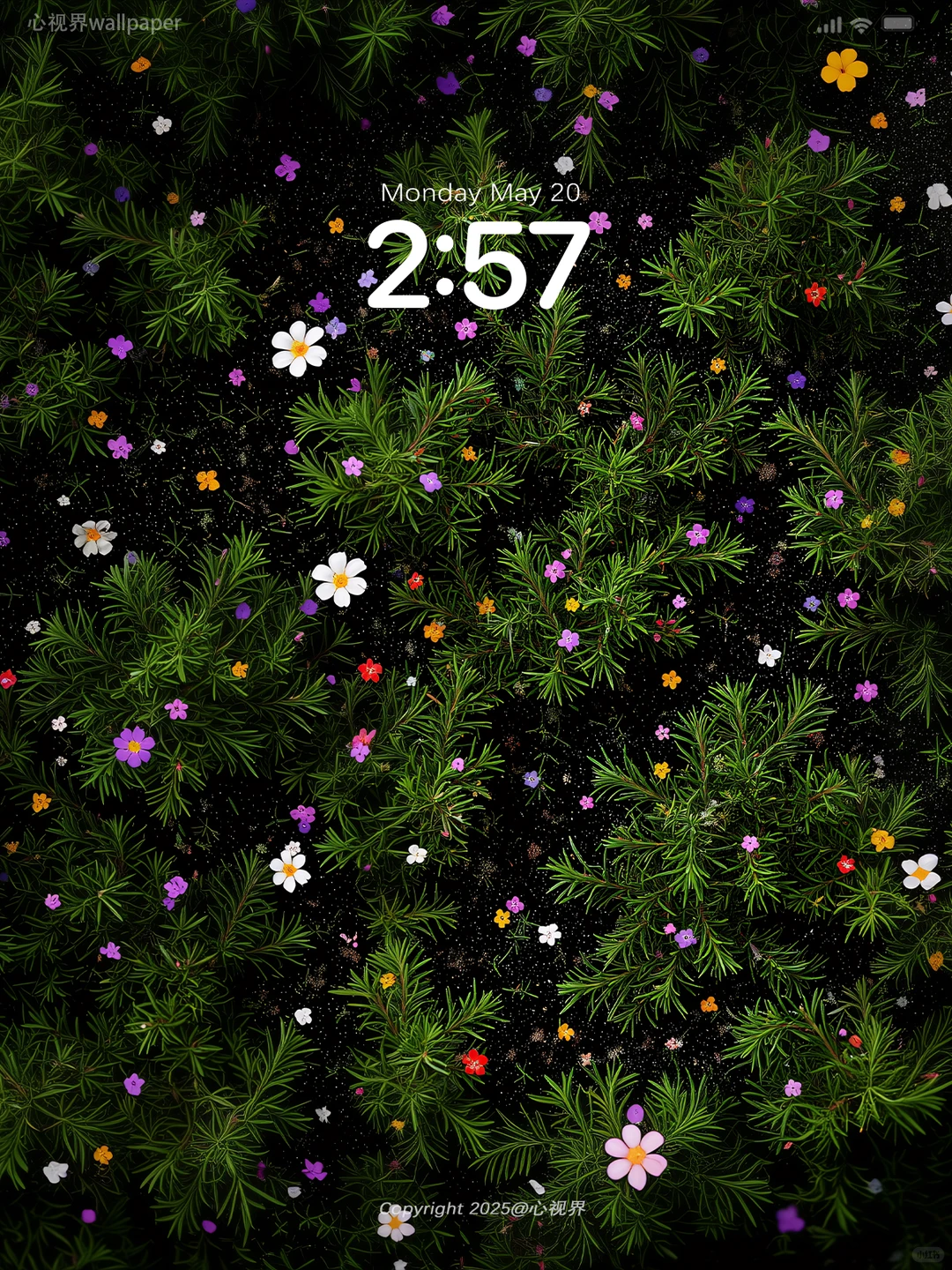 “🌸小花落入松针叶的森林” | 163壁纸