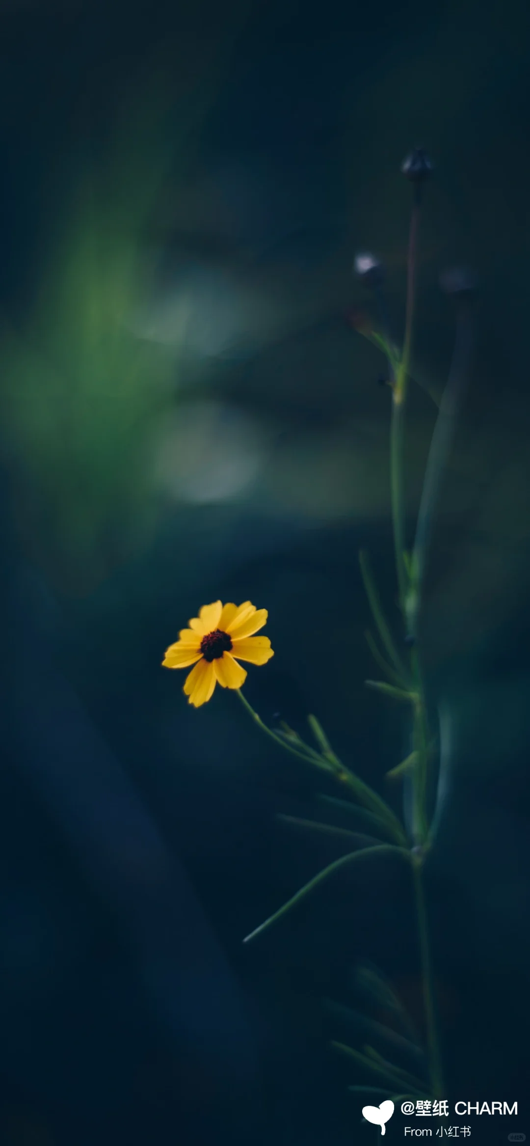 每日原图壁纸分享 ｜ 1220