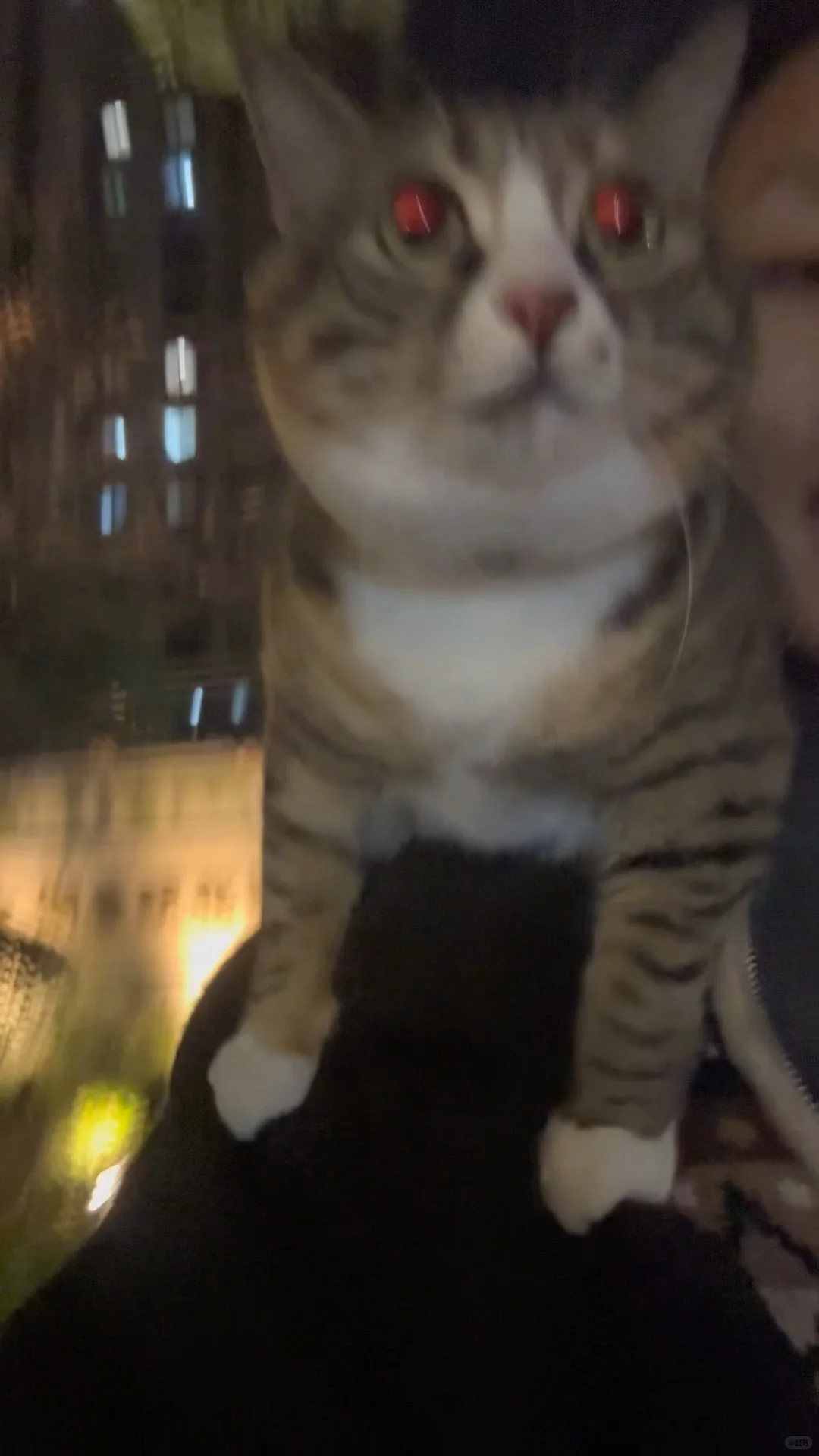 小小线条为女鹅服务