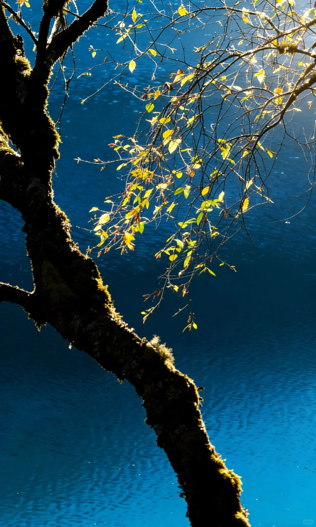 水是生命的源泉～欣赏水的魅力