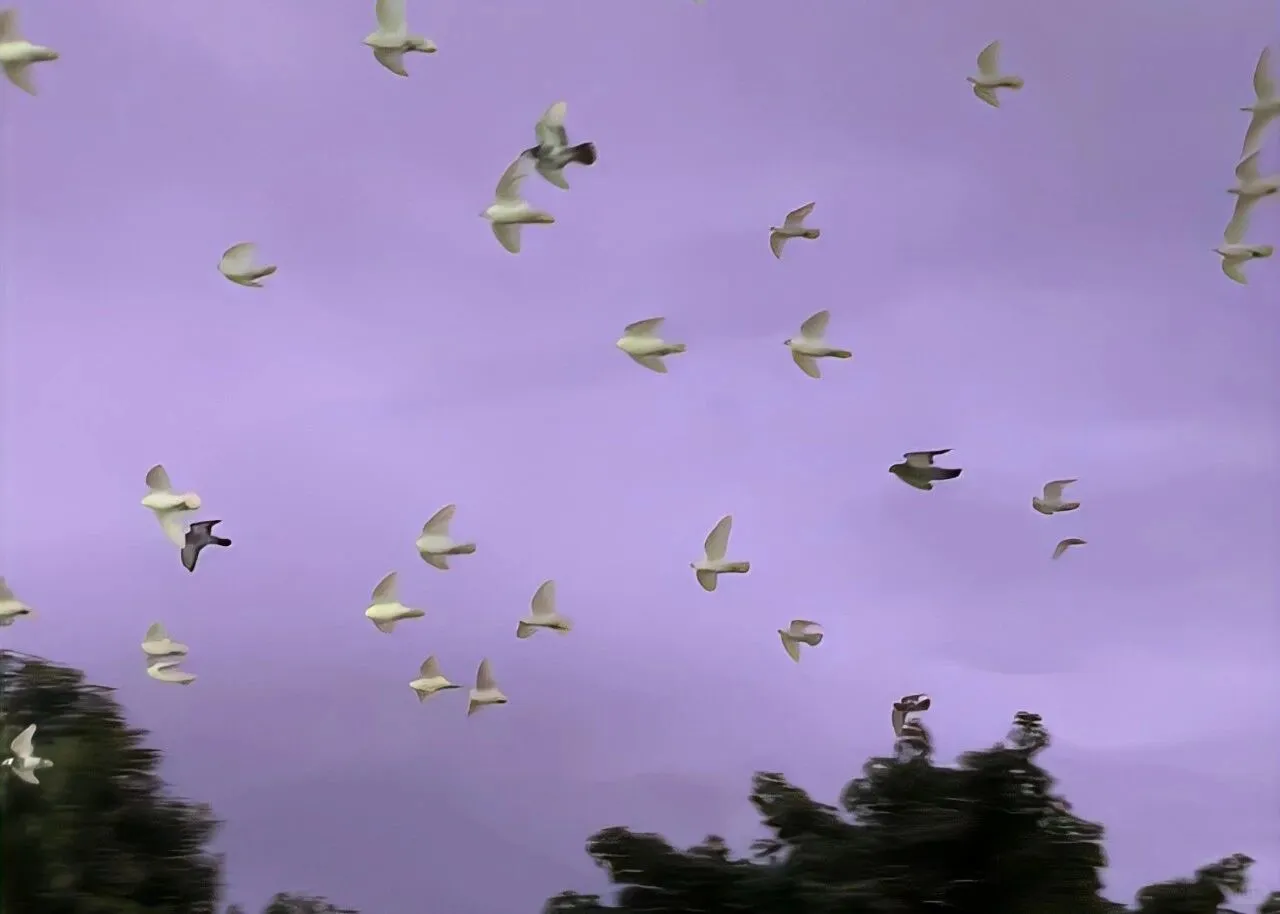 是好看的｜iPad/电脑壁纸呀