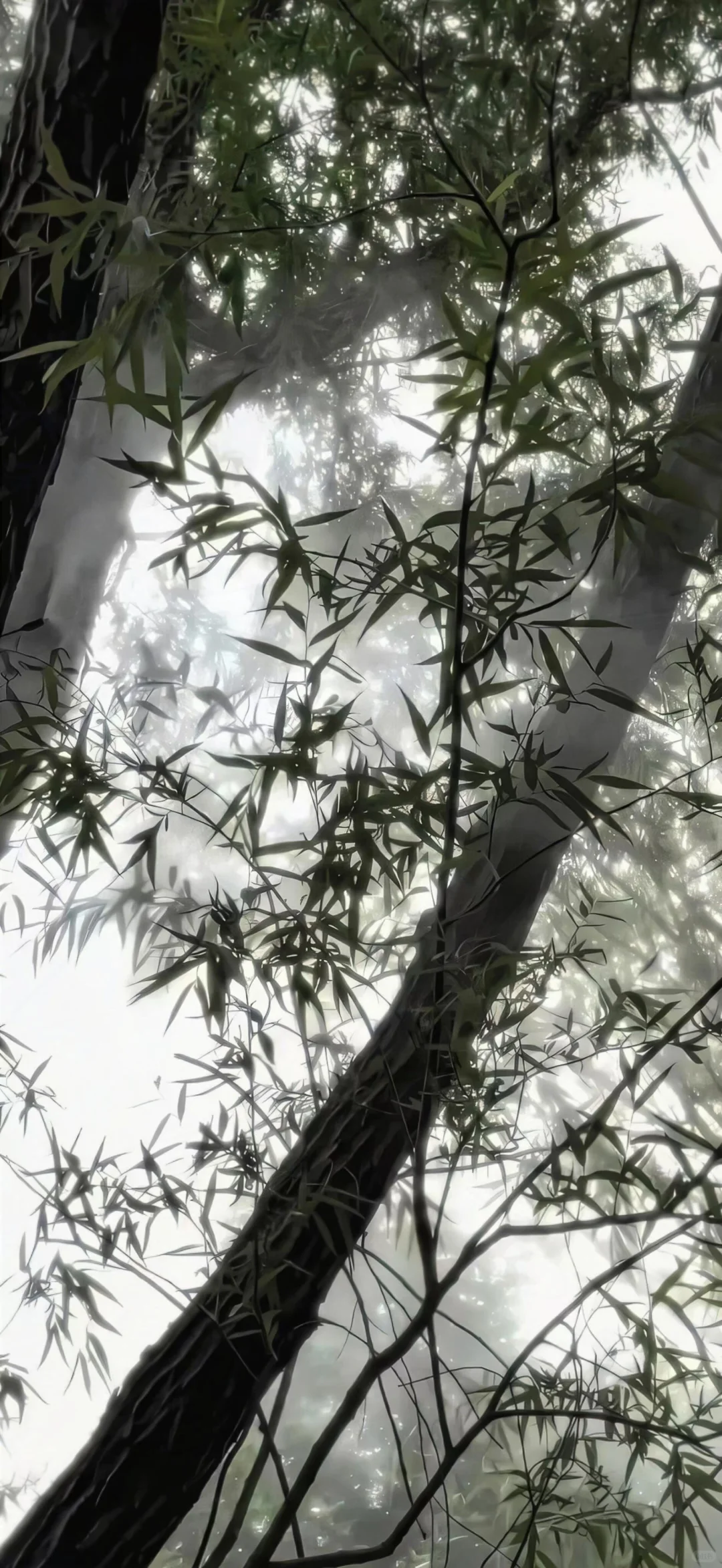 今天你换壁紫了么😁