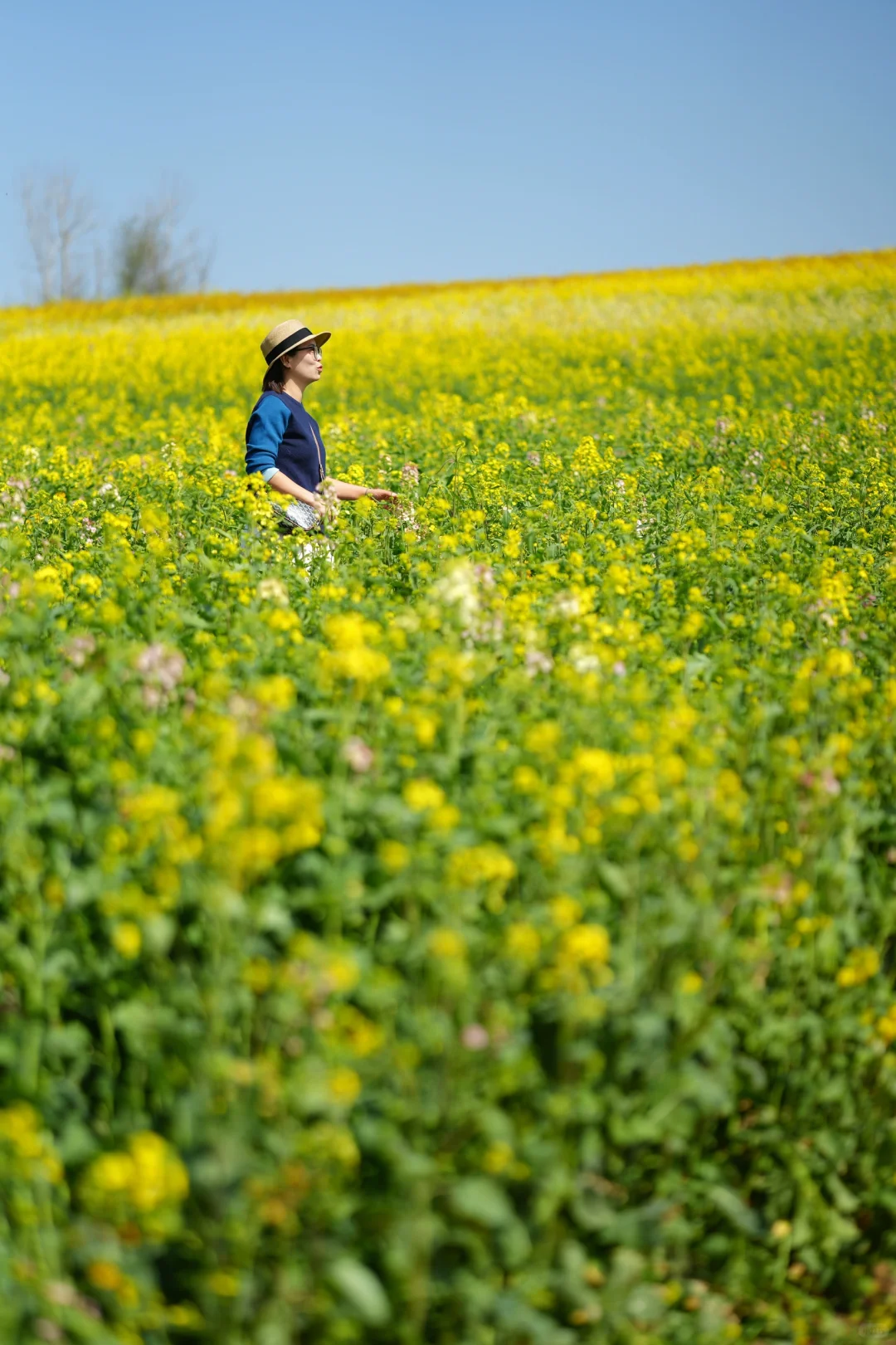 真的可以称之为花“海”的一组油菜花照片