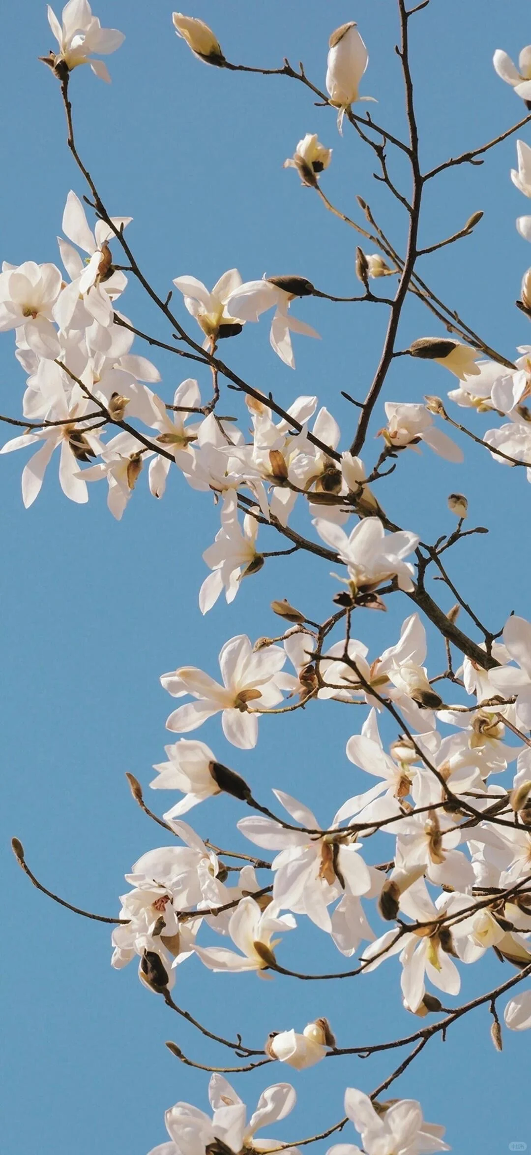 适用于iPhone11的景深壁纸