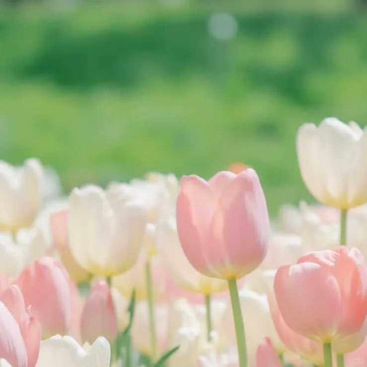 审美积累｜粉绿色｜壁纸头像背景图分享13