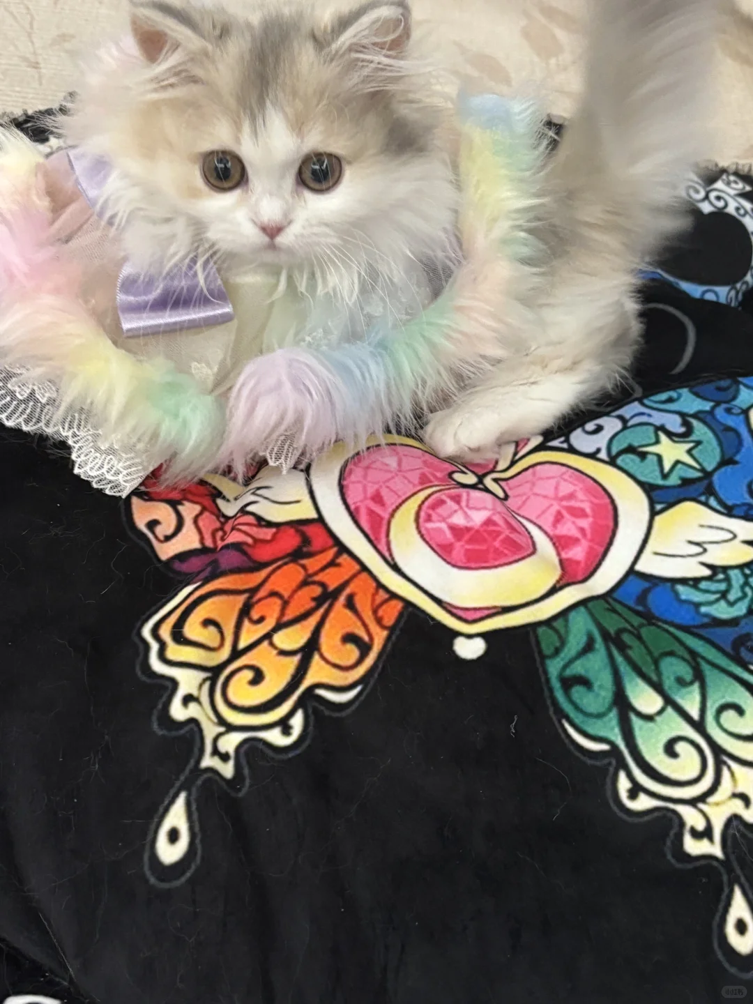 我的美少女猫咪