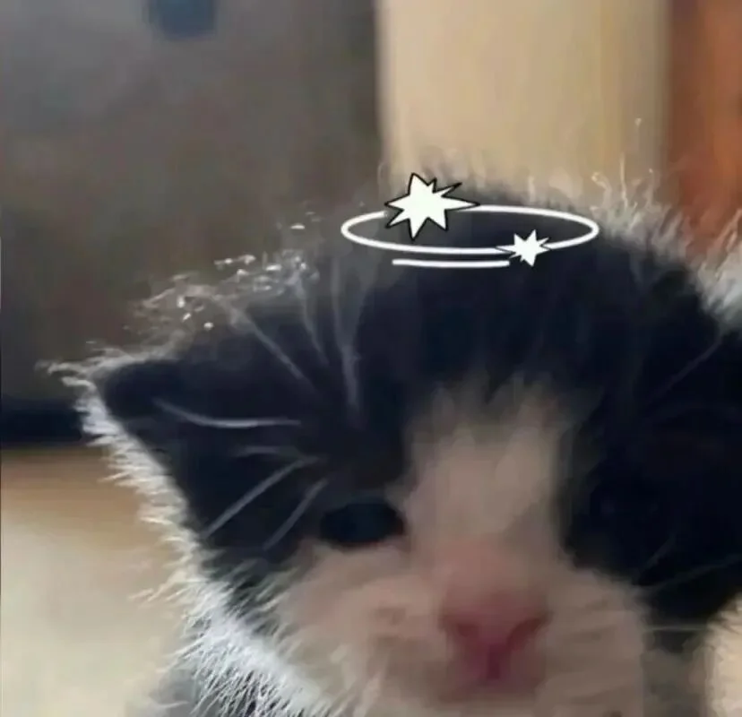 审美积累——小猫表情包