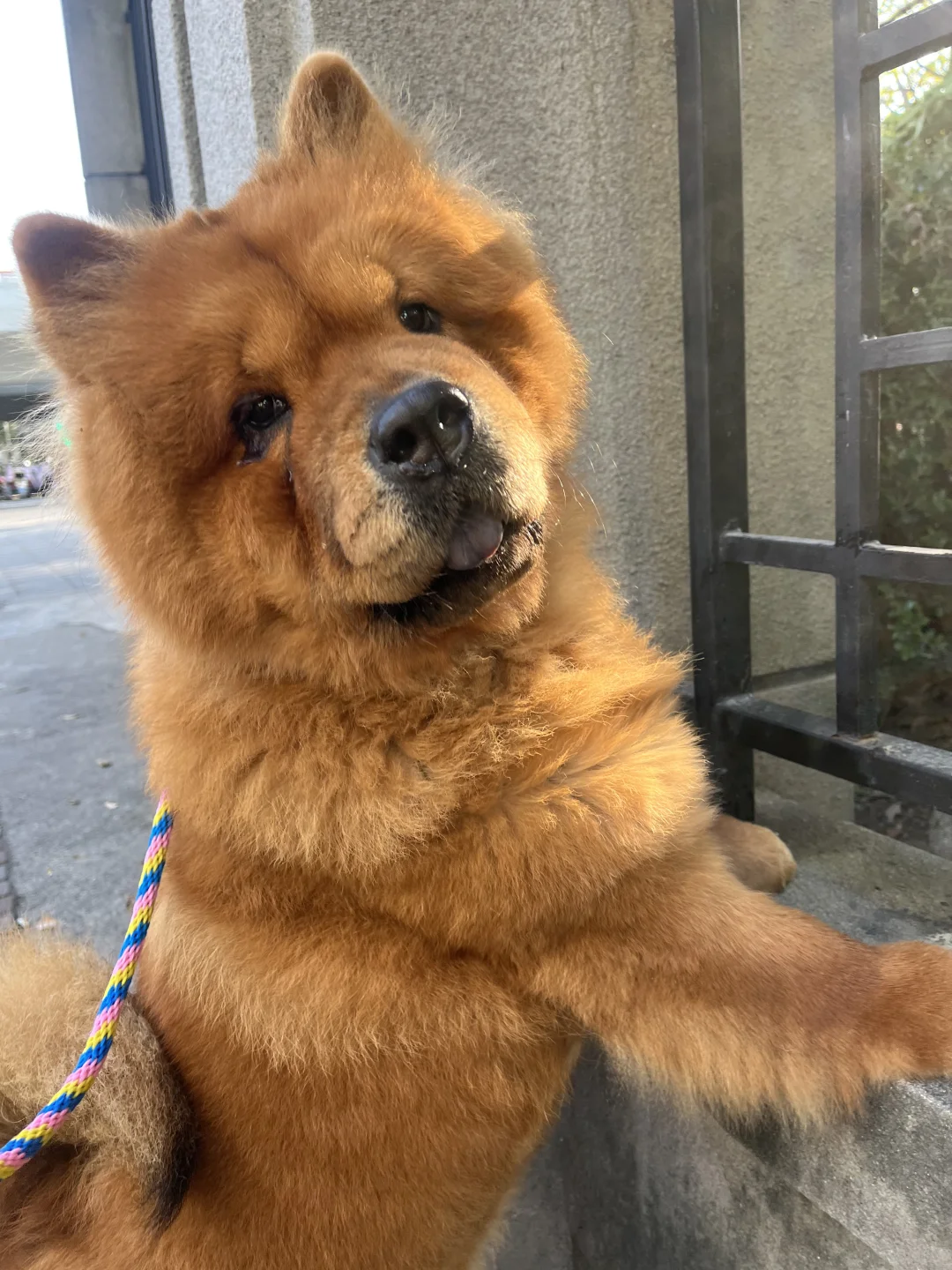 美少女和大家说早安