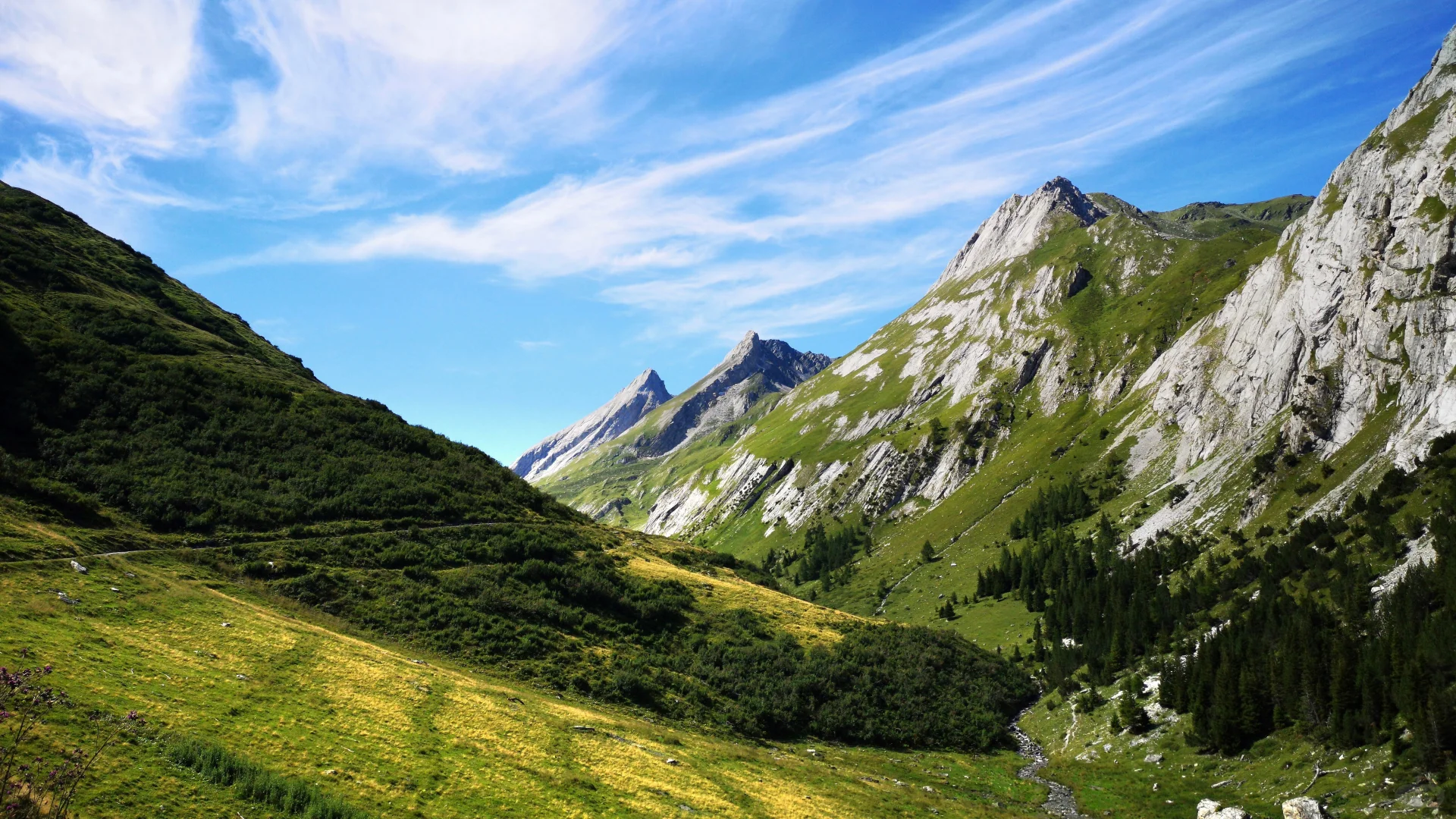 电脑ipad壁纸丨换个绿色壁纸吧