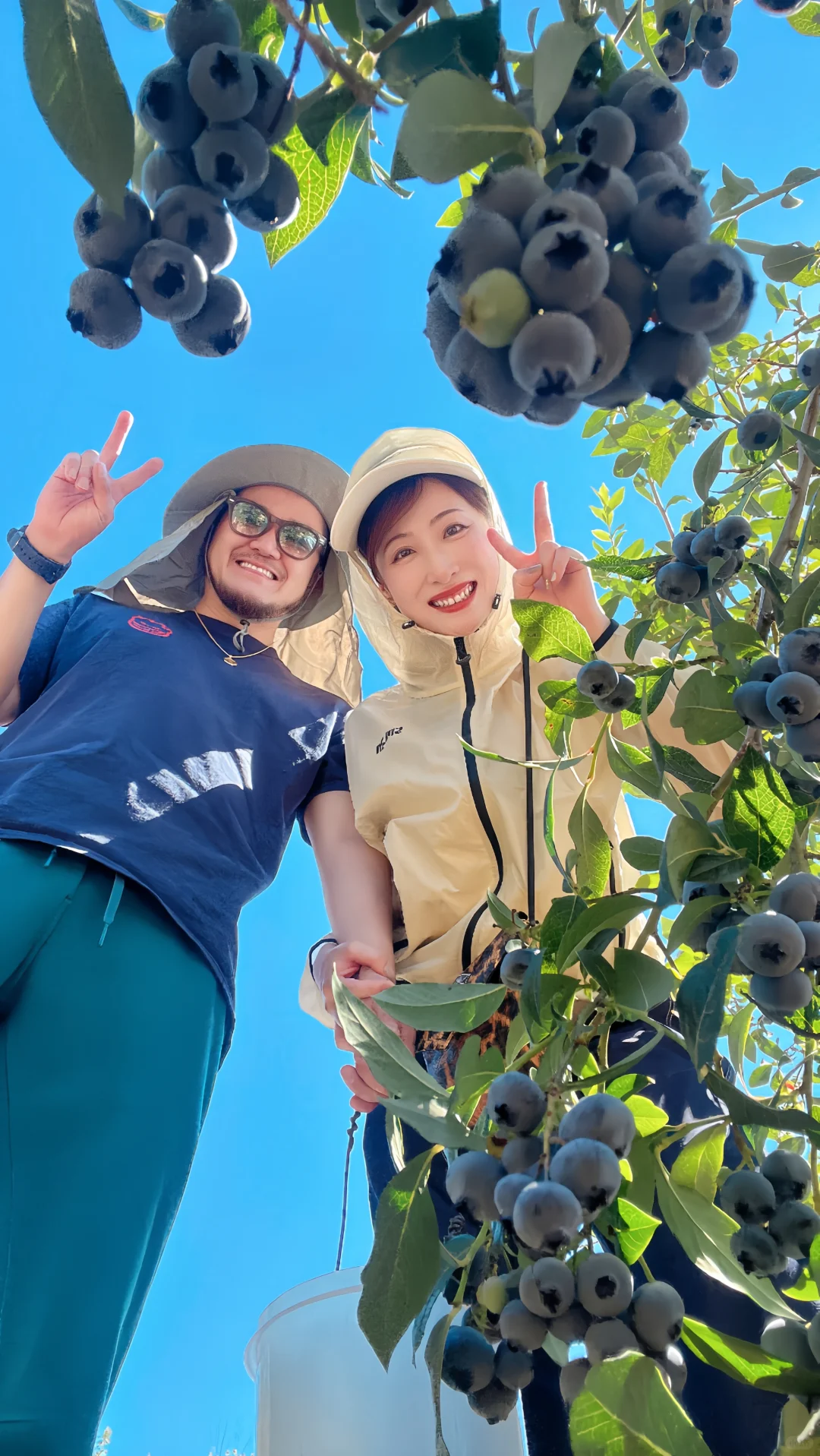 夏天要溜走啦！再不摘蓝莓分分钟蔫成表情包