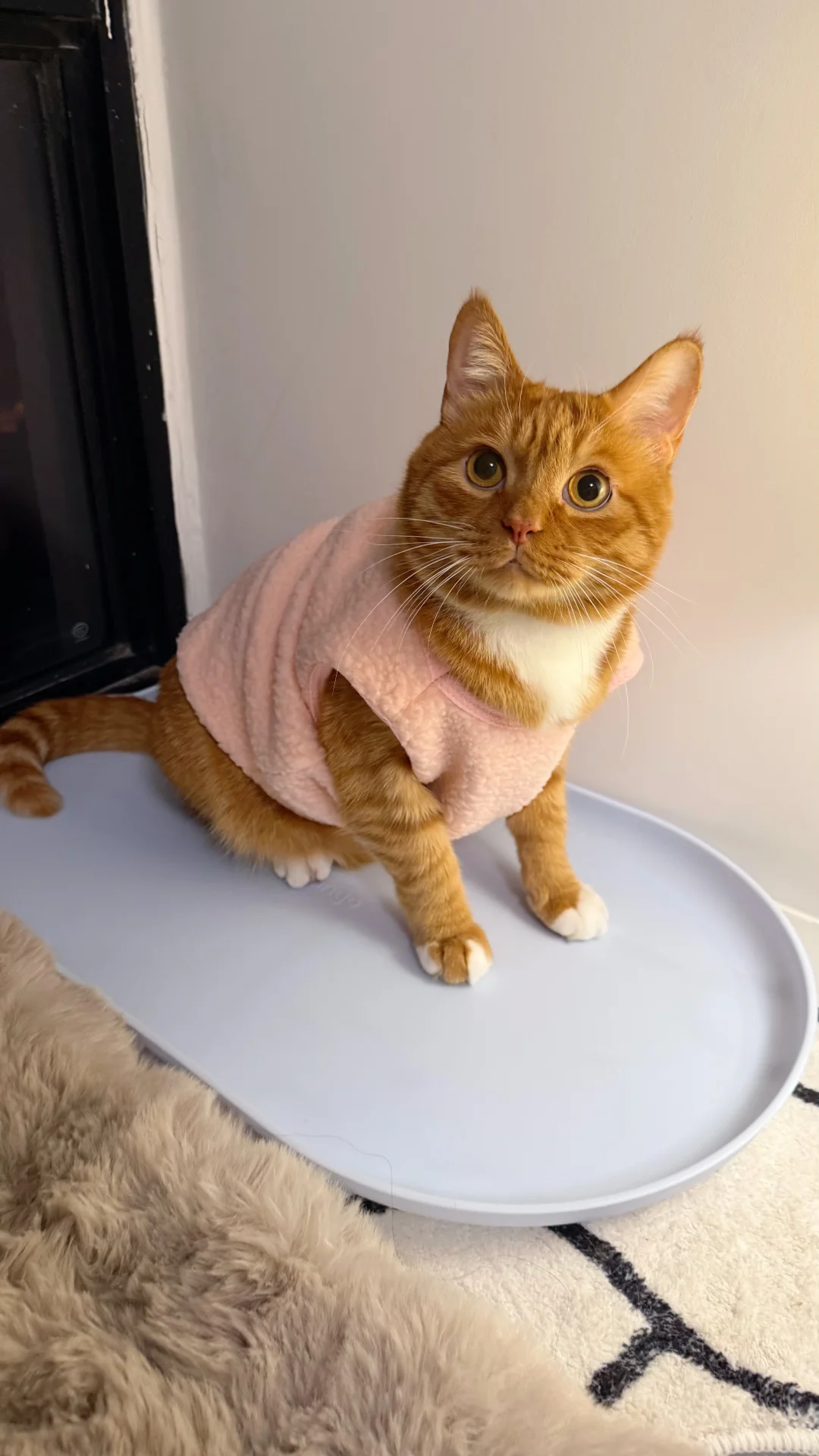 粉色娇嫩四郎我来穿了