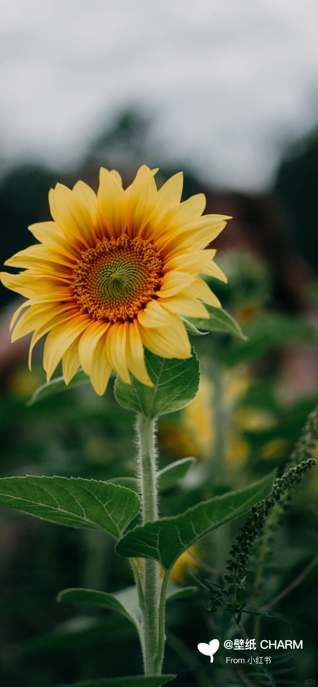 每日原图壁纸分享 ｜ 1220