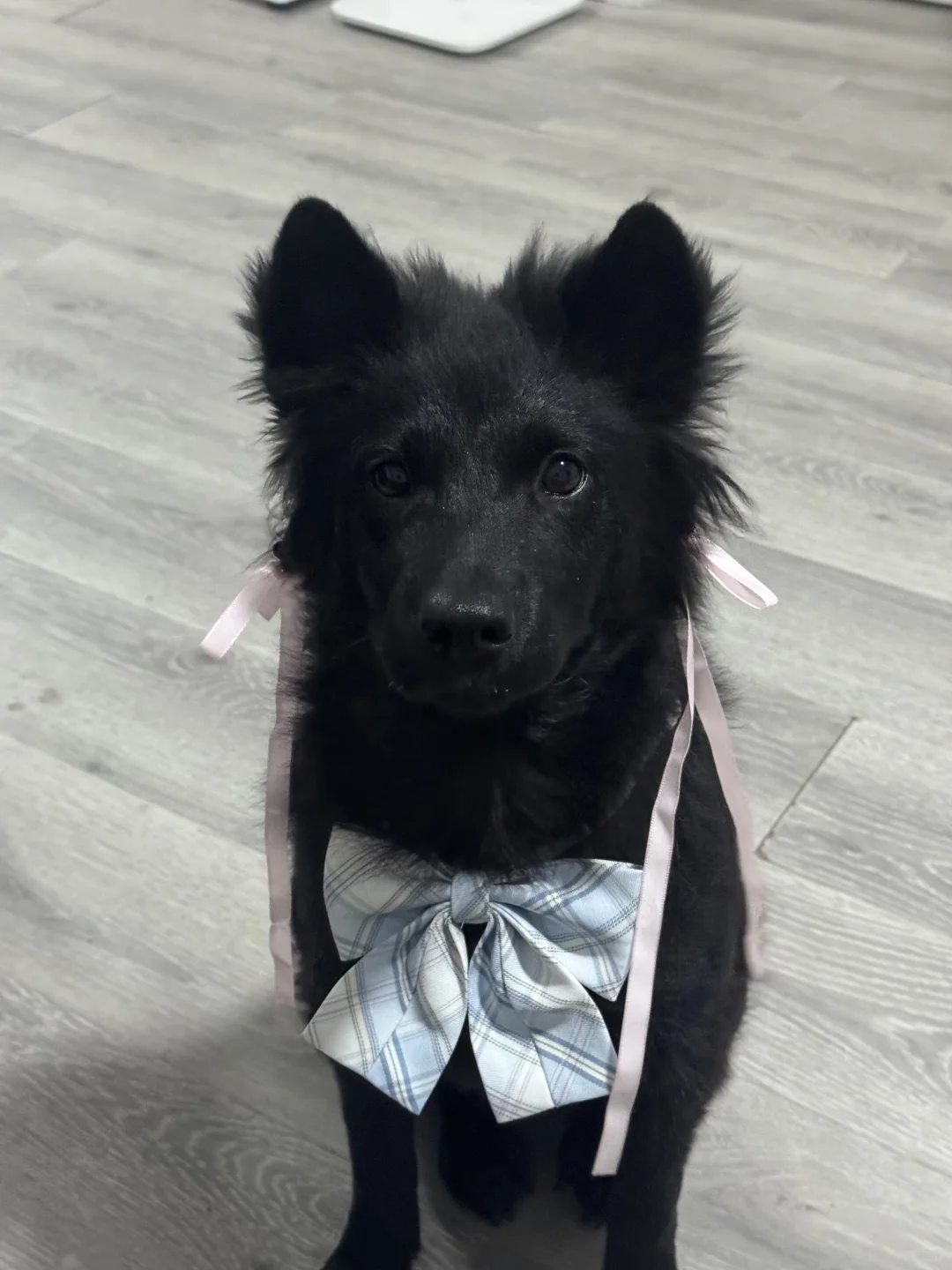 谁还不是歌超级无敌美少女呢