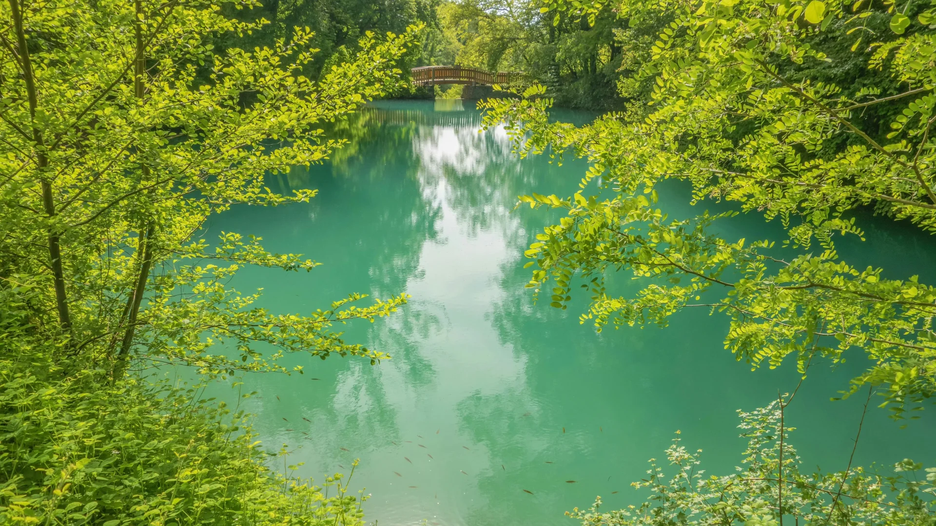 电脑ipad壁纸丨换个绿色壁纸吧